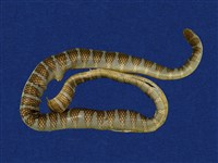 藏品(闊帶青斑海蛇)的圖片